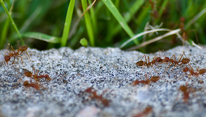 Melbourne FL Pest Control