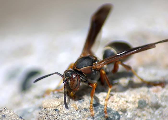 Brevard Florida Bee & Wasp Control