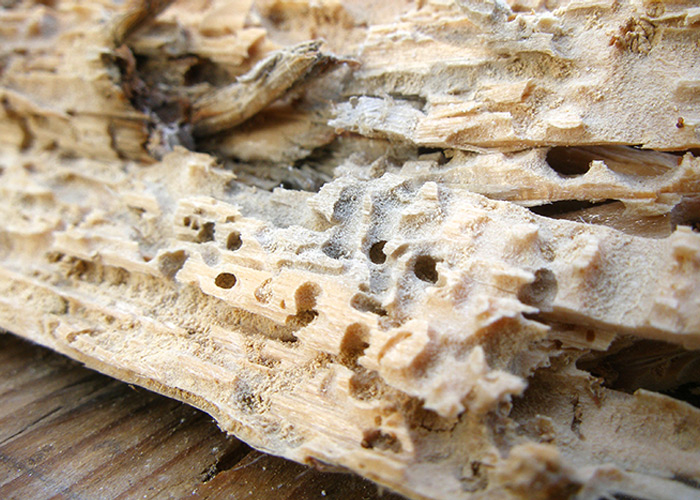 Brevard Florida Termite Inspection & Control